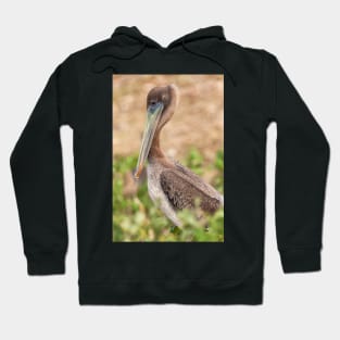 Brown Pelican Hoodie